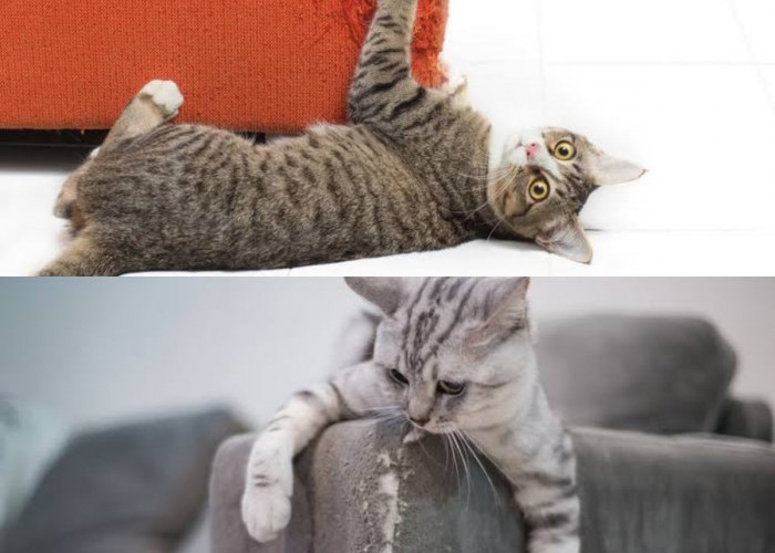Kucing Suka Mencakar Furnitur? Coba 4 Cara Praktis Ini