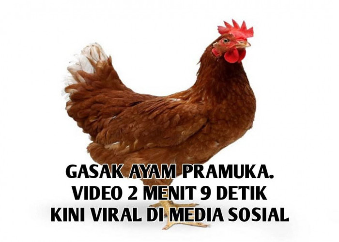 Heboh! Video 'Gasak' Ayam Pramuka Berdurasi 2 Menit 9 Detik Viral, Ini Kata Nitizen