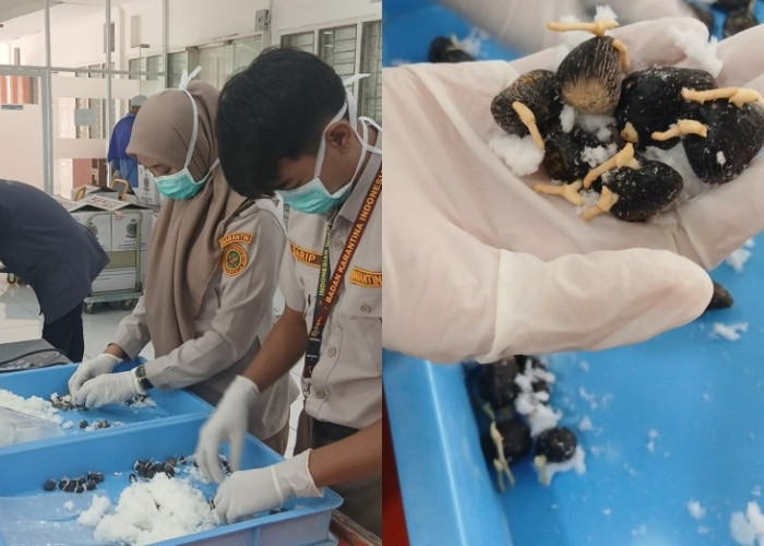 Karantina Sumsel Sertifikasi 95.400 Benih Kelapa Sawit Ekspor ke Peru