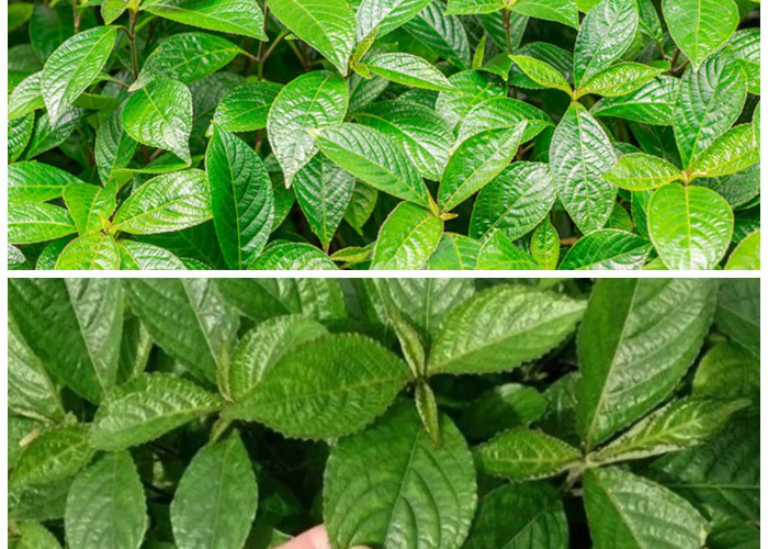 Manfaat Daun Keji Beling untuk Kesehatan dan Tips Konsumsi yang Aman