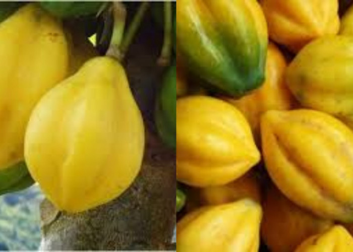 Intip Disini Sekarang Juga! Manfaat Buah Carica Untuk Kesehatan Yang Luar Biasa