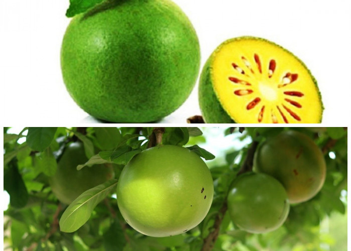 Kaya Khasiat! Ini 7 Manfaat Buah Maja yang Baik untuk Kesehatan Tubuh