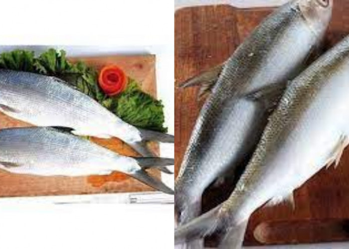 Inilah 6 Manfaat Ikan Bandeng Untuk Kesehatan Tubuh Yang Jarang Diketahui!