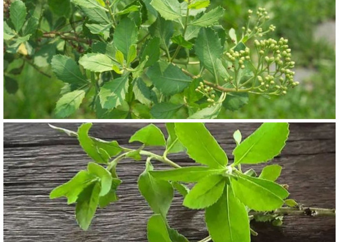 Rahasia Sehat dari Alam: Manfaat Daun Beluntas untuk Tubuh yang Jarang Diketahui