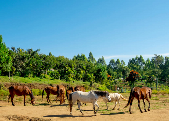 Bikin Liburanmu Lebih Berkesan, Melihat Wisata Peternakan Kuda Megaster Batu Malang