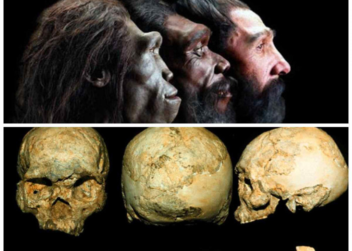 Mengungkap Warisan Homo Sapiens Wajakensis: Jejak Purba Nusantara yang Mendunia