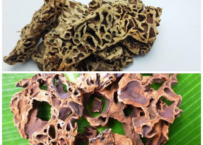 Manfaat Sarang Semut bagi Kesehatan: Herbal Alami dengan Segudang Khasiat untuk Tubuh!