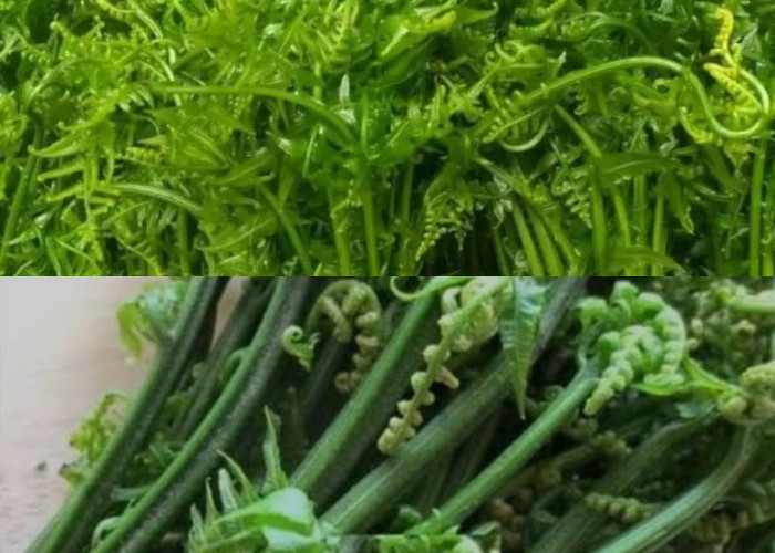 Wajib Tahu! 7 Manfaat Sayur Pakis untuk Ibu Hamil!