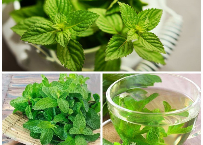 Daun Mint, Bukan Sekadar Penyegar Napas tapi Juga Obat Alami Pencernaan!