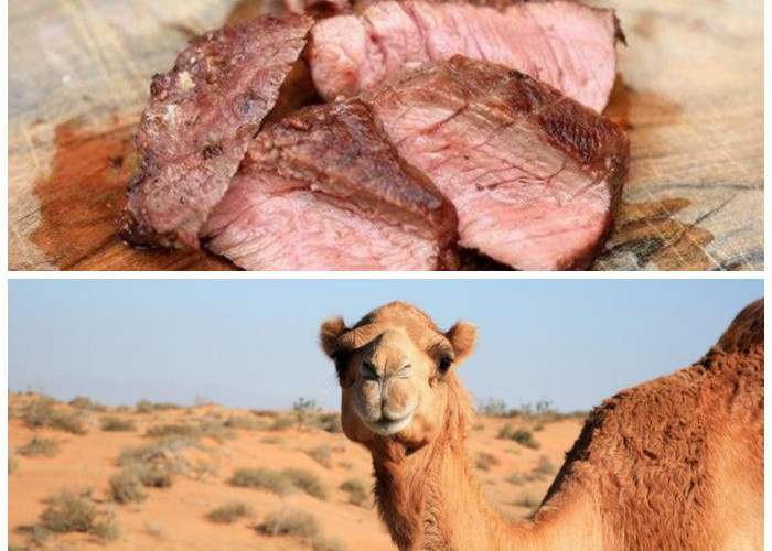 Jarang Diketahui! Ini 6 Khasiat Daging Unta bagi Kesehatan Jamaah Umrah