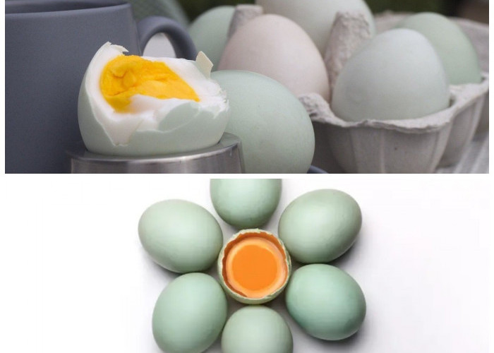 Kandungan Gizi dan Manfaat Kuning Telur Bebek untuk Tubuh Lebih Bugar