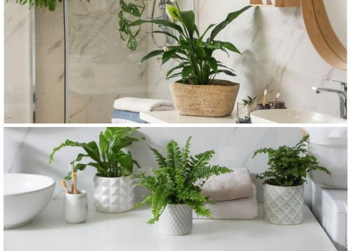 Segarkan Kamar Mandi: 6 Tanaman Hias Mudah Tumbuh dan Perawatannya Simpel
