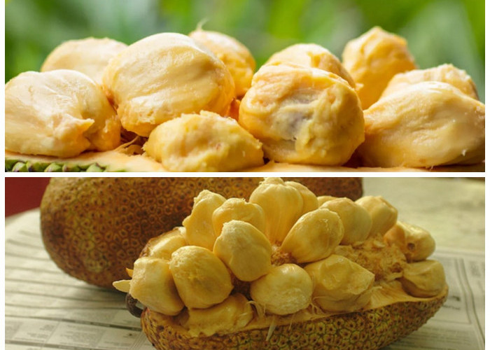 Manfaat Cempedak untuk Kesehatan: Kaya Nutrisi dan Antioksidan!