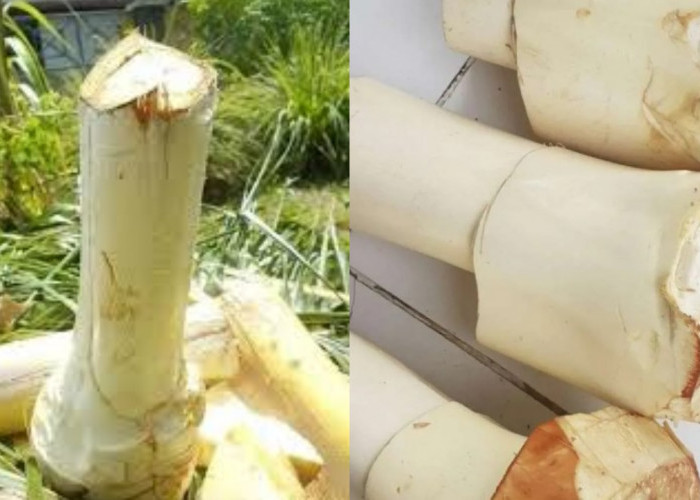 Jarang Diketahui Inilah Manfaat Umbut Kelapa Untuk Kesehatan Tubuh!