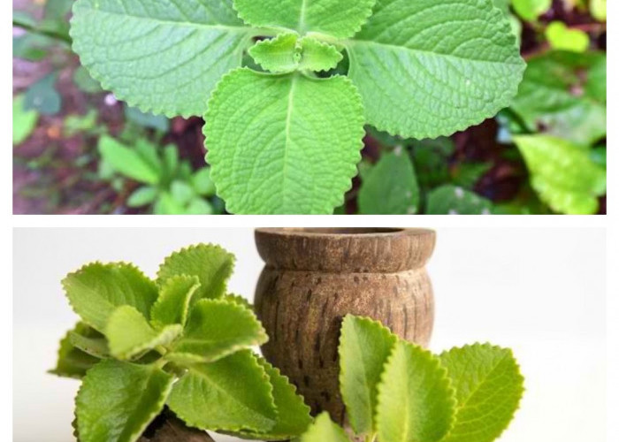 Kenali 7 Manfaat Daun Bangun-Bangun, Tanaman Herbal dengan Segudang Khasiat