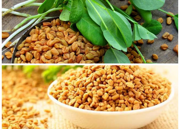 Fenugreek Jadi Herbal Populer, Ini Beragam Khasiatnya untuk Kesehatan Tubuh!