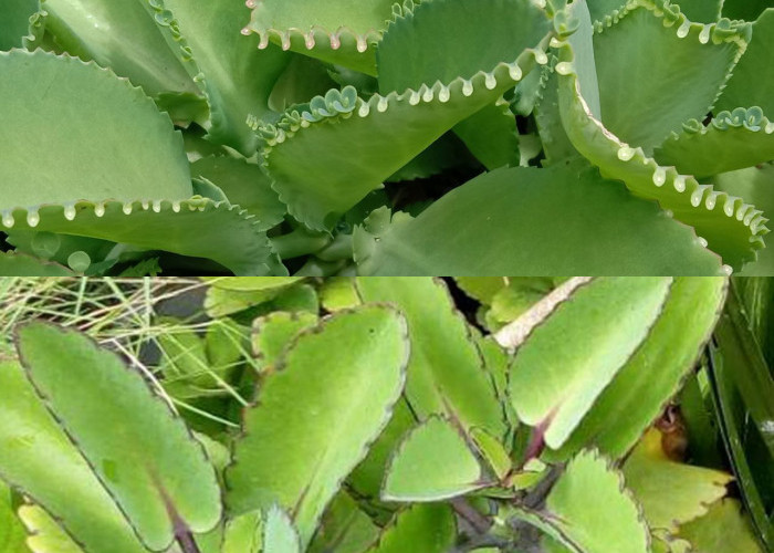 5  Kegunaan Daun Cocor Bebek bagi Kesehatan dan Metode Penggunaannya!