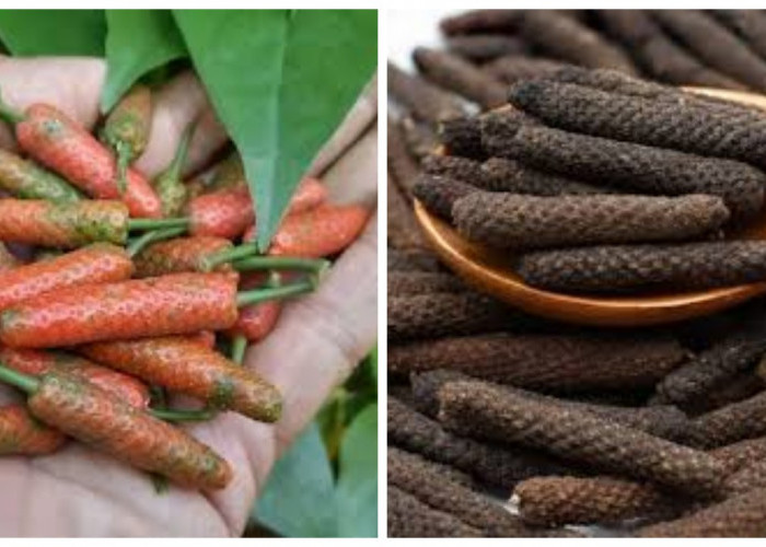 11 Manfaat Cabe Jawa: Dari Meningkatkan Vitalitas Pria hingga Membantu Diet !