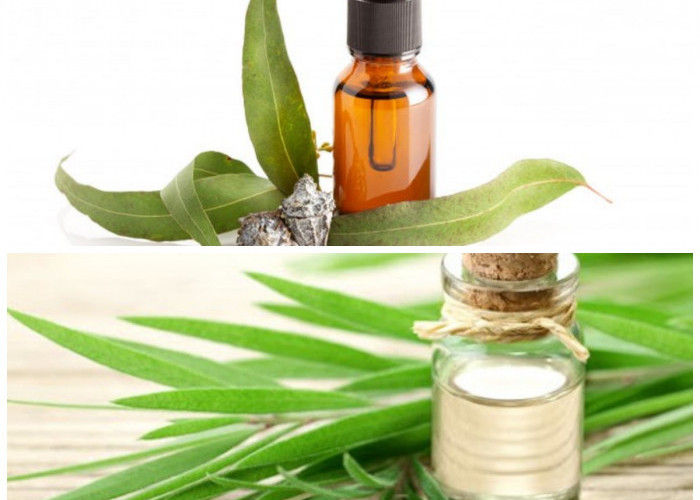 7 Khasiat Minyak Kayu Putih yang Jarang Diketahui, Bikin Tubuh Makin Sehat!