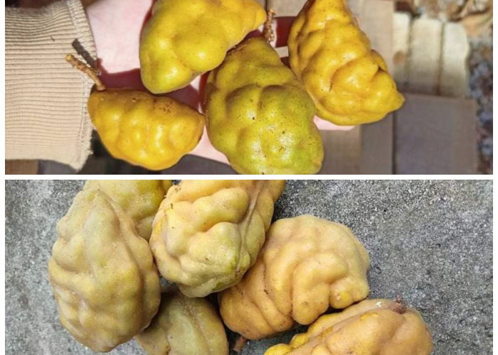 Manfaat Buah Namnam bagi Kesehatan Tubuh: Khasiat Lengkap dan Nutrisi yang Menyehatkan!