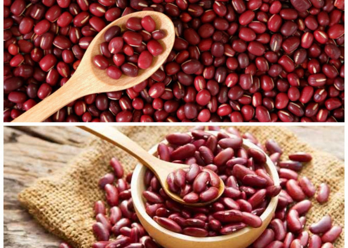 Manfaat Kacang Merah bagi Kesehatan Tubuh: Sumber Gizi Alami yang Kaya Serat, Protein, dan Antioksidan!
