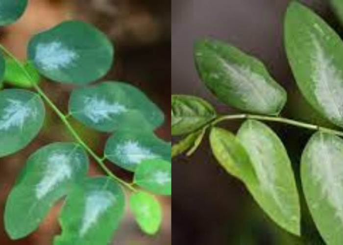 Inilah Kandungan Nutrisi Dan Manfaat Daun Katuk Untuk Kesehatan!