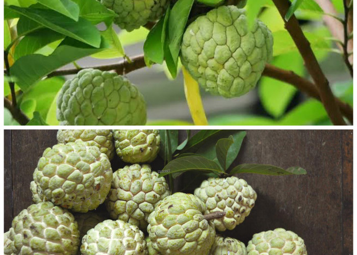 Khasiat Tersembunyi Buah Srikaya untuk Menunjang Kesehatan Tubuh!