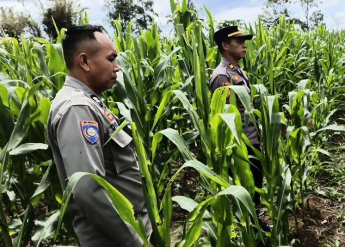 Dukung Ketahanan Pangan, Polsek Dempo Selatan Monitoring Lahan Jagung 4 Hektar