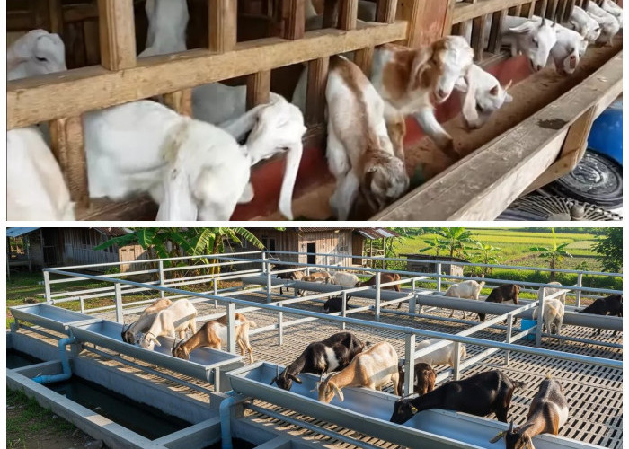 Anti Ribet! Cara Sukses Ternak Kambing di Tengah Kesibukan Kerja Harian