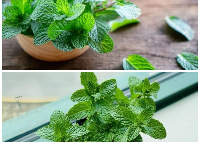 Segudang Manfaat Daun Mint bagi Kesehatan Tubuh yang Wajib Anda Tahu!