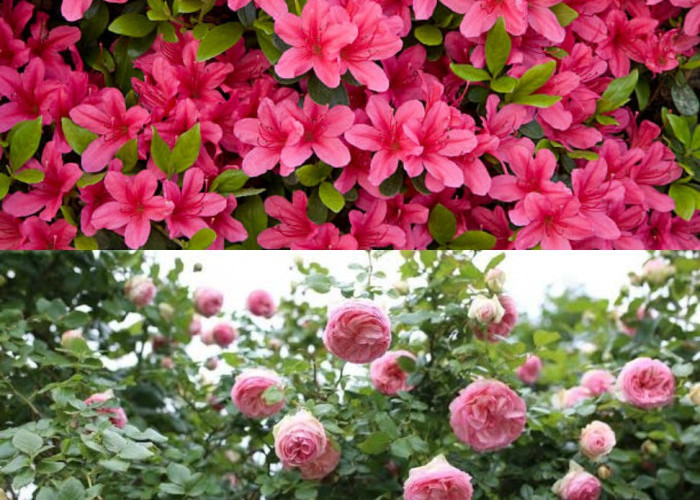  5 Pilihan Tanaman Semak dengan Bunga Pink yang Menawan dan Unik