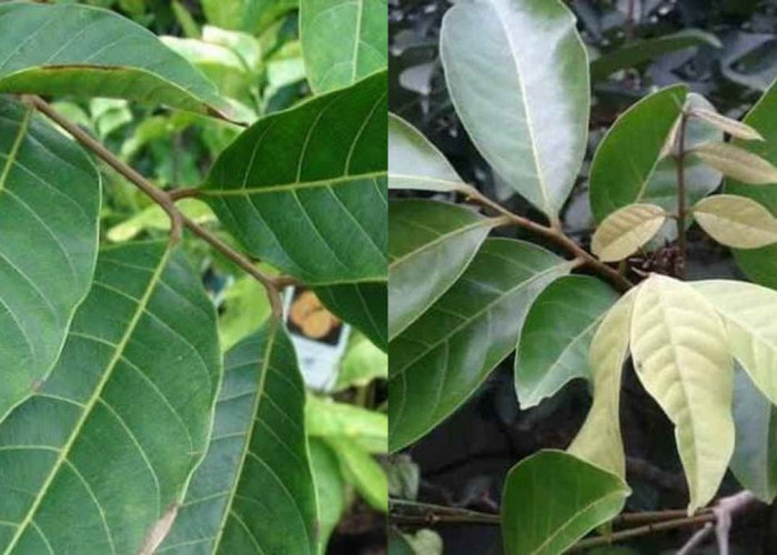 Inilah Manfaat Daun Rambutan, Yang Jarang Kalian Ketahui!