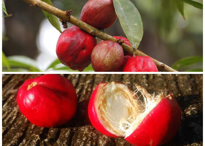8 Manfaat Buah Mahkotadewa yang Jarang Diketahui, Baik untuk Menjaga Kesehatan Tubuh!