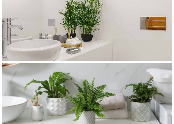 Minim Cahaya Tetap Segar, Ini 5 Tanaman Penyaring Udara yang Cocok untuk Kamar Mandi