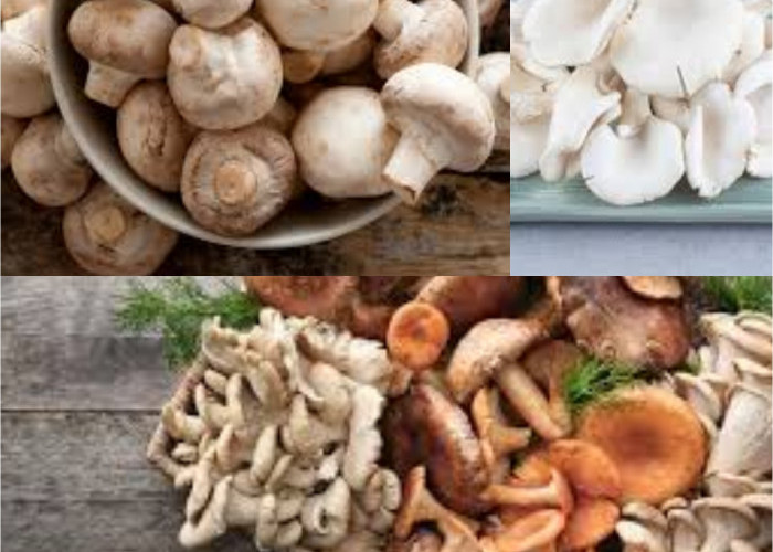 Ketahui Manfaat Jamur Bagi Kesehatan Serta Efek Sampingnya!