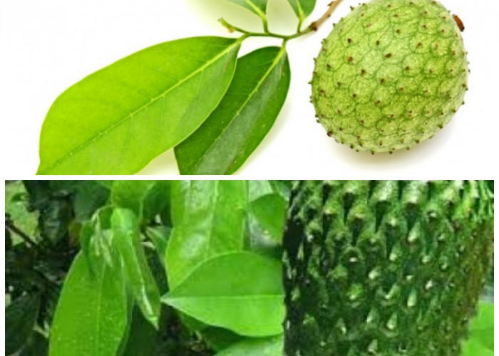 Rahasia Daun Sirsak: Khasiat Alaminya untuk Menjaga Kesehatan Tubuh