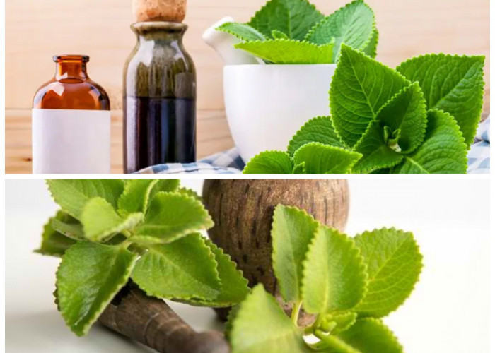 Manfaat Daun Bangun-Bangun bagi Kesehatan Tubuh: Rahasia Herbal Tradisional yang Kaya Nutrisi Dan Khasiat!