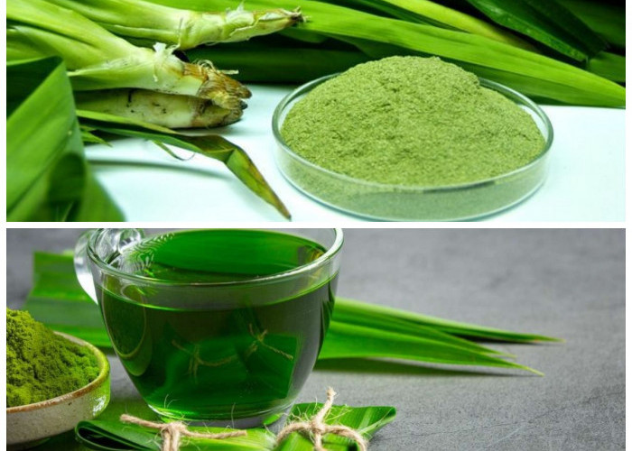 Rahasia Sehat dari Alam: 7 Manfaat Daun Pandan untuk Tubuh