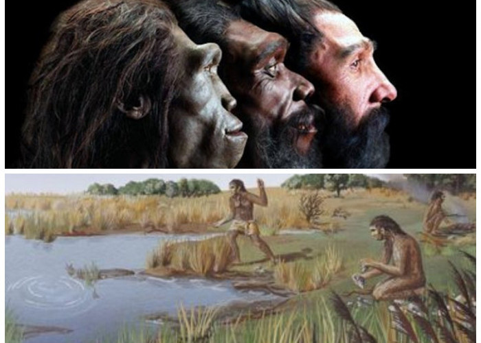 Homo Erectus Soloensis: Warisan Manusia Purba yang Menjadi Saksi Peradaban di Jawa