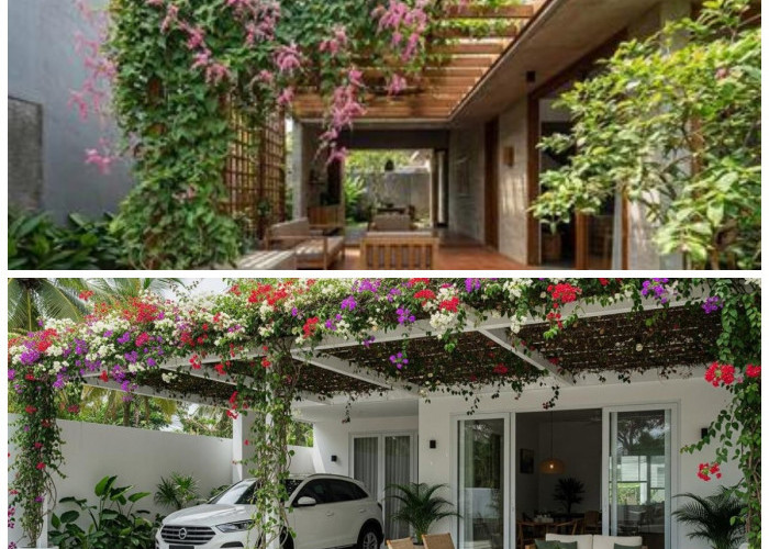 Teras Rumah Makin Sejuk! Tanaman Rambat Berbunga untuk Pergola Mini Bergaya Kafe