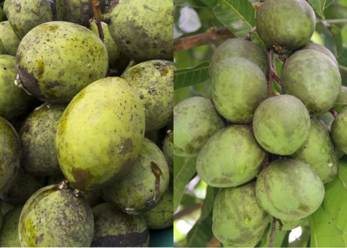 Kamu Harus Tahu! Ini Manfaat Buah Bacang Untuk Kesehatan Tubuh Yang Luar Biasa