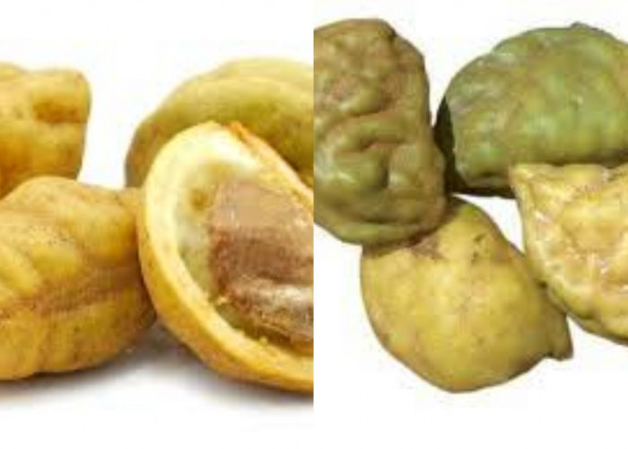 Yuk Mengenal Buah Namnam dan Beragam Manfaatnya Bagi Kesehatan Tubuh!