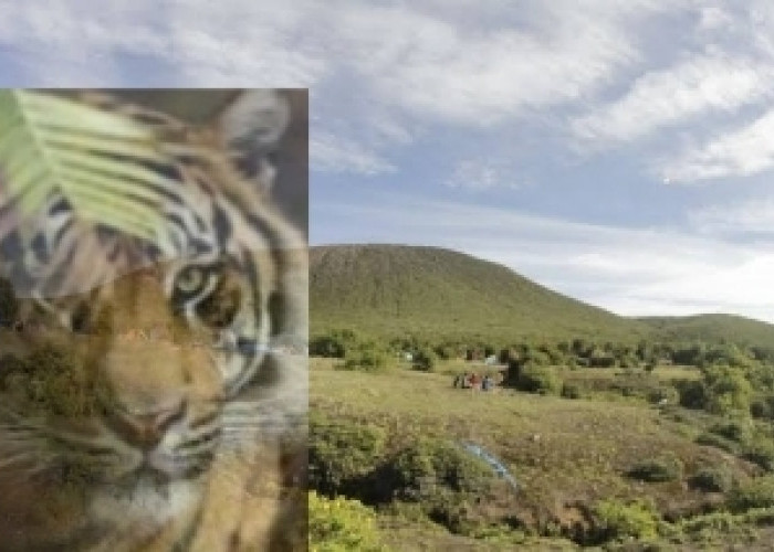 Mitos Manusia Harimau Pelindung Gunung Dempo Puncak Tertinggi di Sumsel, Pendaki Sudah Ada Bertemu?