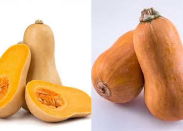 Yuk Ketahui! Inilah Manfaat Labu Madu Untuk Kesehatan Tubuh Yang Luar Biasa