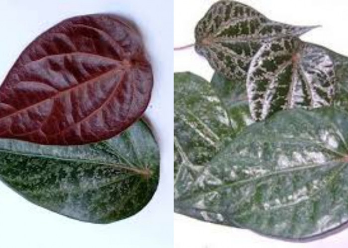 Menurunkan Tekanan Darah Tinggi Ini Teryata Guys Manfaat Sirih Merah Untuk Kesehatan!