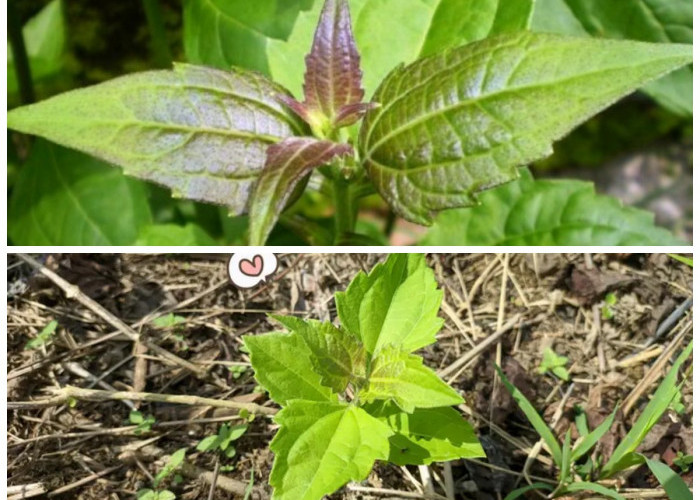 Cara Mengolah Daun Kopasanda agar Aman dan Bermanfaat untuk Lambung