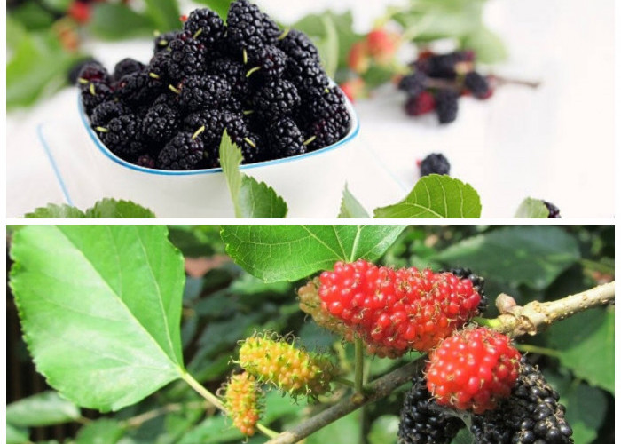 Murbei, Si Superfruit: Buah Lezat dengan Segudang Manfaat Kesehatan