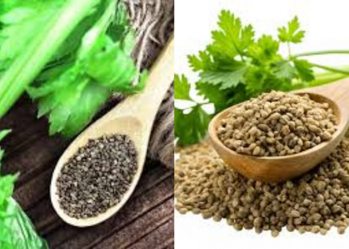  Kamu Harus Tahu! Ini Manfaat Biji Seledri Untuk Kesehatan Tubuh