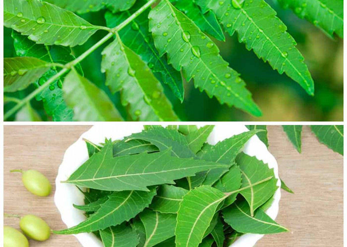 5 Khasiat Luar Biasa Daun Mimba bagi Kesehatan Tubuh Anda