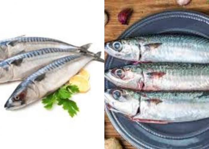Membantu Menurunkan Risiko Depresi Teryata Ini Guys Manfaat Dari Ikan Tenggiri!